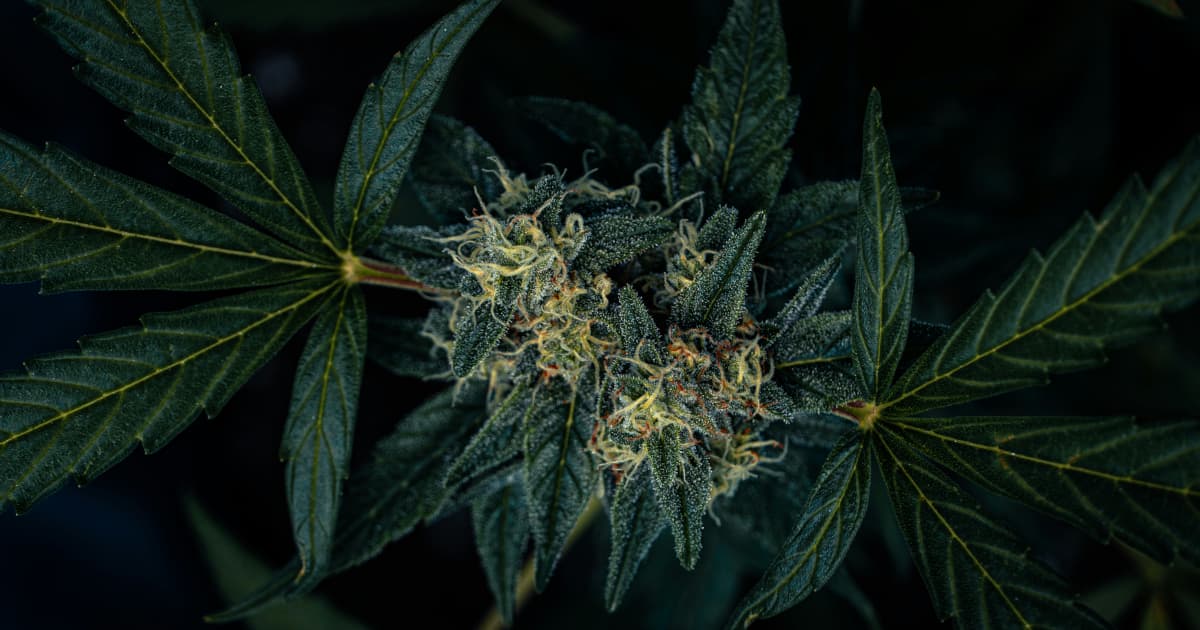 Green Monke USA Expands Hemp Beverage Distribution to Virginia Market Through Strategic Agreement